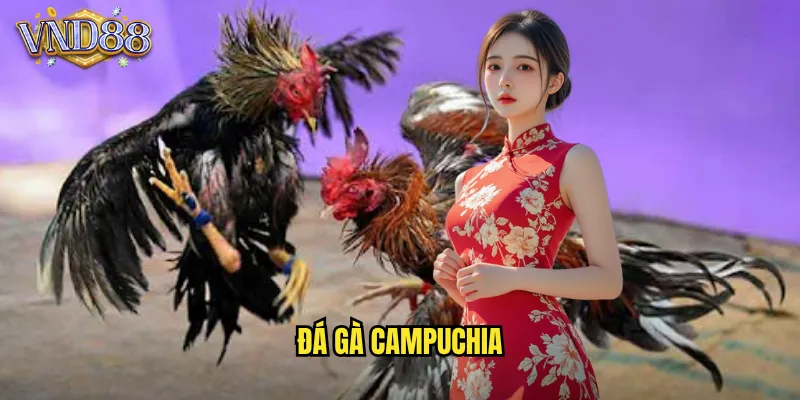 đá gà campuchia