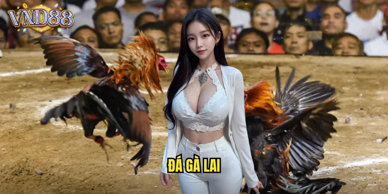 đá gà lai