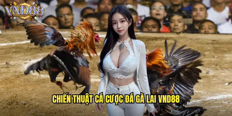 Chiến Thuật Cá Cược Đá Gà Lai VND88