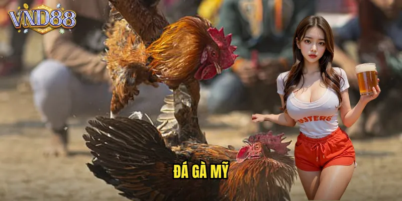 đá gà mỹ