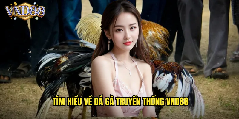 Tìm Hiểu Về Đá Gà Truyền Thống VND88