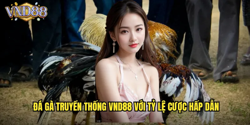 Đá Gà Truyền Thống VND88 Với Tỷ Lệ Cược Hấp Dẫn