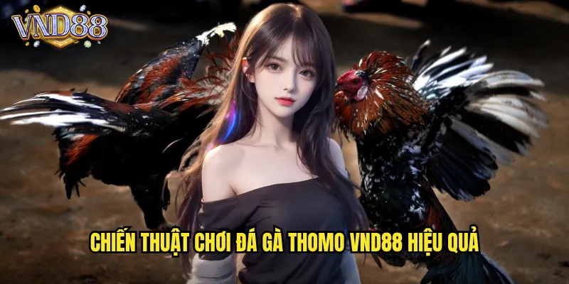 Chiến thuật chơi Đá gà Thomo vnd88 hiệu quả