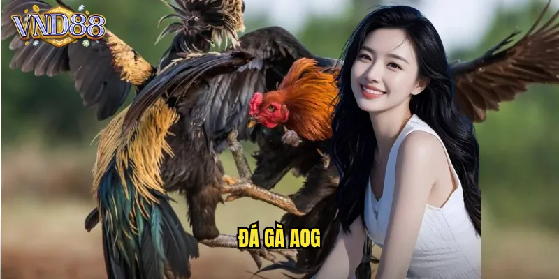 đá gà AOG