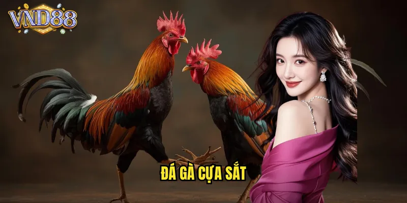 đá gà cựa sắt