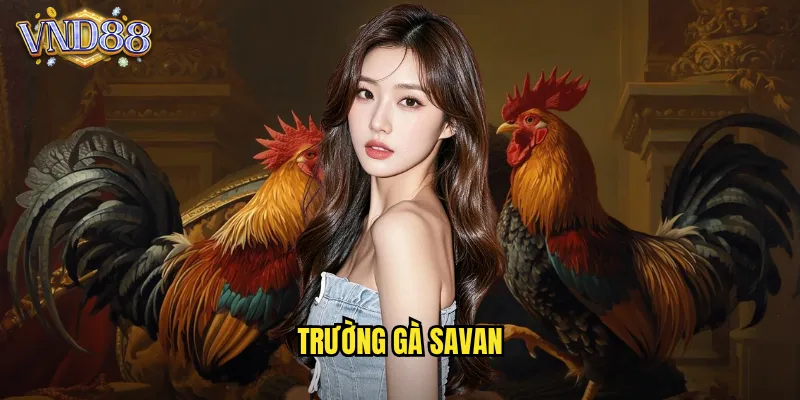 trường gà Savan
