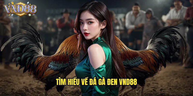 Tìm Hiểu Về Đá Gà Đen VND88