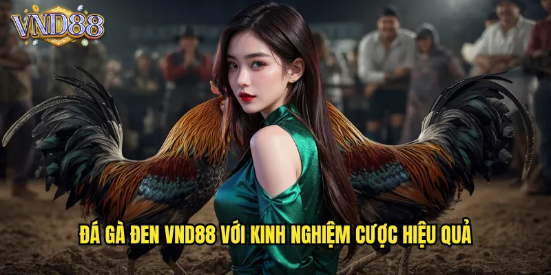 Đá Gà Đen VND88 Với Kinh Nghiệm Cược Hiệu Quả
