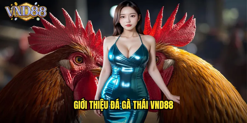 Giới Thiệu Đá Gà Thái VND88