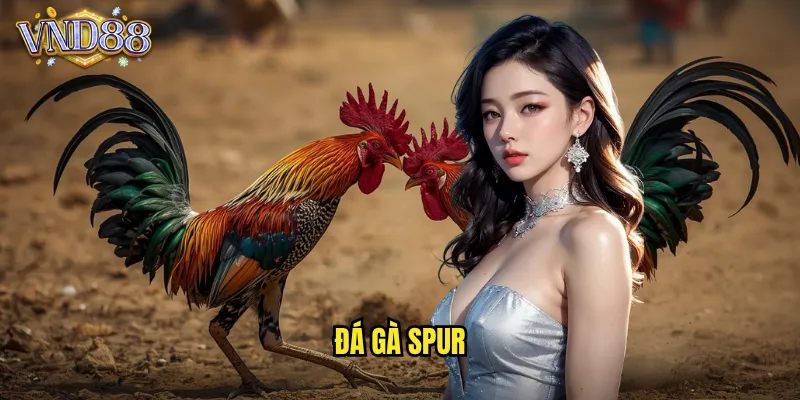 đá gà spur
